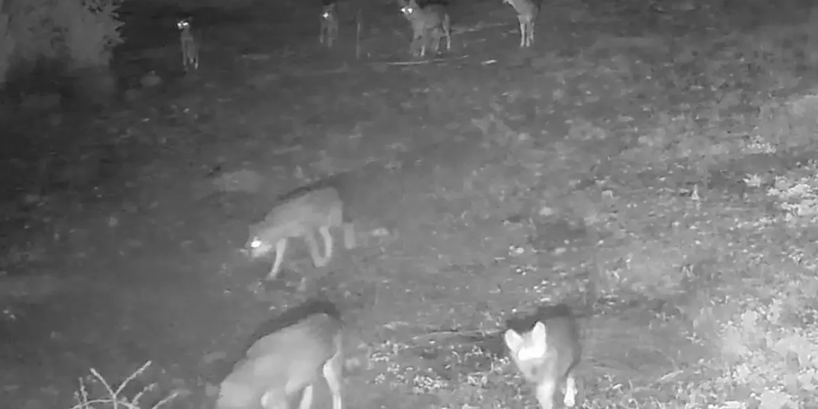 Η πιο τρομακτική στιγμή με λύκους