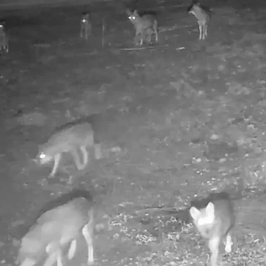 Η πιο τρομακτική στιγμή με λύκους