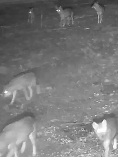 Η πιο τρομακτική στιγμή με λύκους