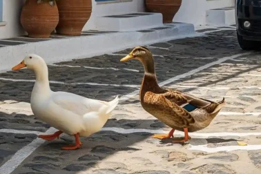 Μια κίνηση που είχε γίνει θέμα συζήτησης στις Πετριές και γενικά στην Νότια Εύβοια