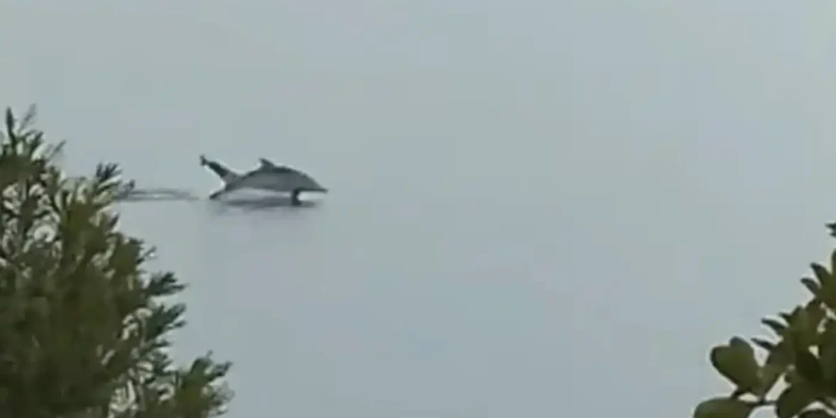 Όλα έγιναν ξαφνικά, όταν ακούστηκε ένας δυνατός θόρυβος και ένα θηρίο ξεπετάχτηκε από τη θάλασσα της Χαλκίδας