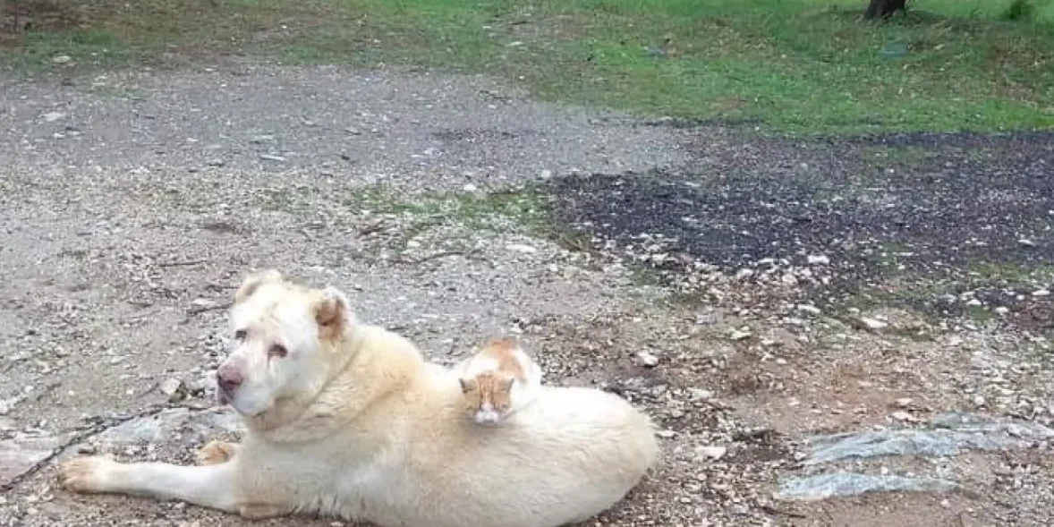 Η φωτογραφία που συγκίνησε χιλιάδες – Δες γιατί όλοι μιλούν γι’ αυτή!