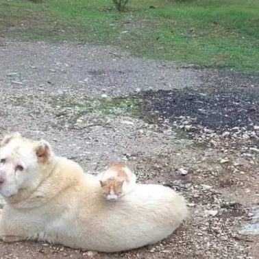 Η φωτογραφία που συγκίνησε χιλιάδες – Δες γιατί όλοι μιλούν γι’ αυτή!