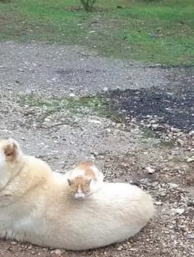 Η φωτογραφία που συγκίνησε χιλιάδες – Δες γιατί όλοι μιλούν γι’ αυτή!