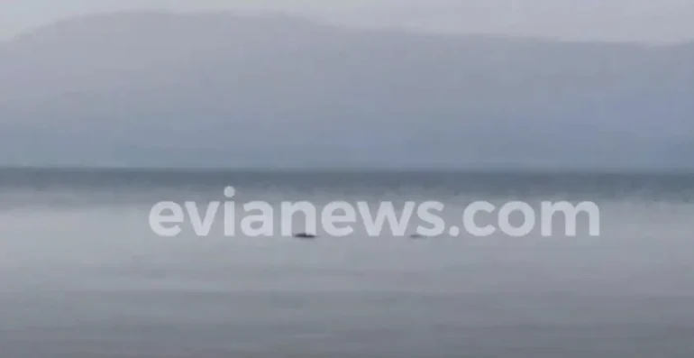 ψάρι