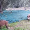3 αγριογούρουνα σε χωράφι