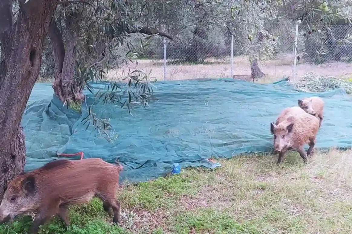 3 αγριογούρουνα σε χωράφι