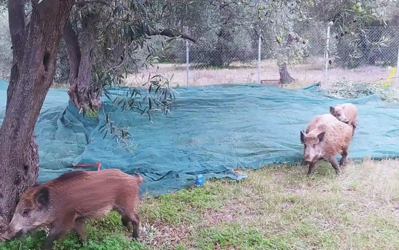 3 αγριογούρουνα σε χωράφι