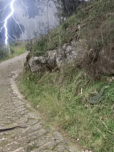 Εύβοια: Είδαν μπροστά τους 2 πελώρια φίδια