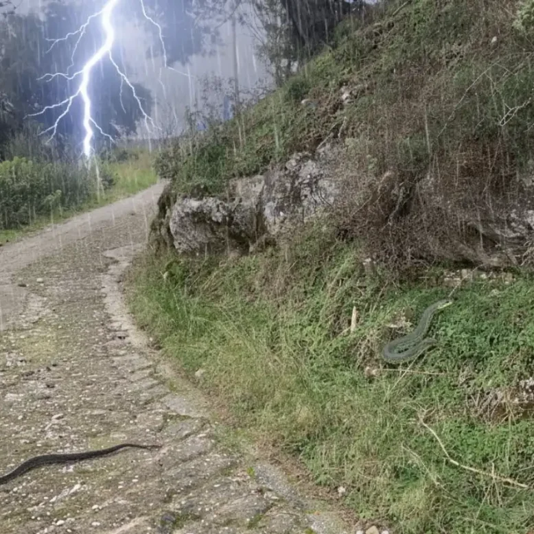 Εύβοια: Είδαν μπροστά τους 2 πελώρια φίδια