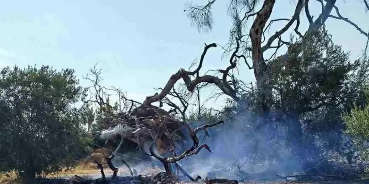 Φωτιά Εύβοια τώρα καπνός