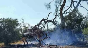 Φωτιά Εύβοια τώρα καπνός