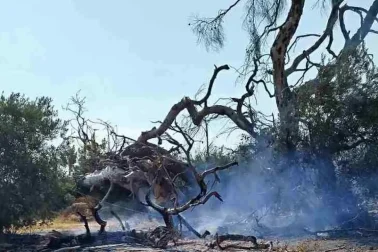Φωτιά Εύβοια τώρα καπνός