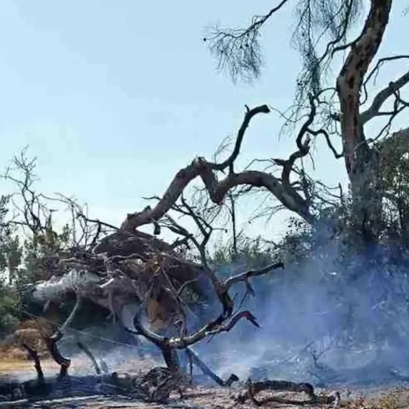 Φωτιά Εύβοια τώρα καπνός
