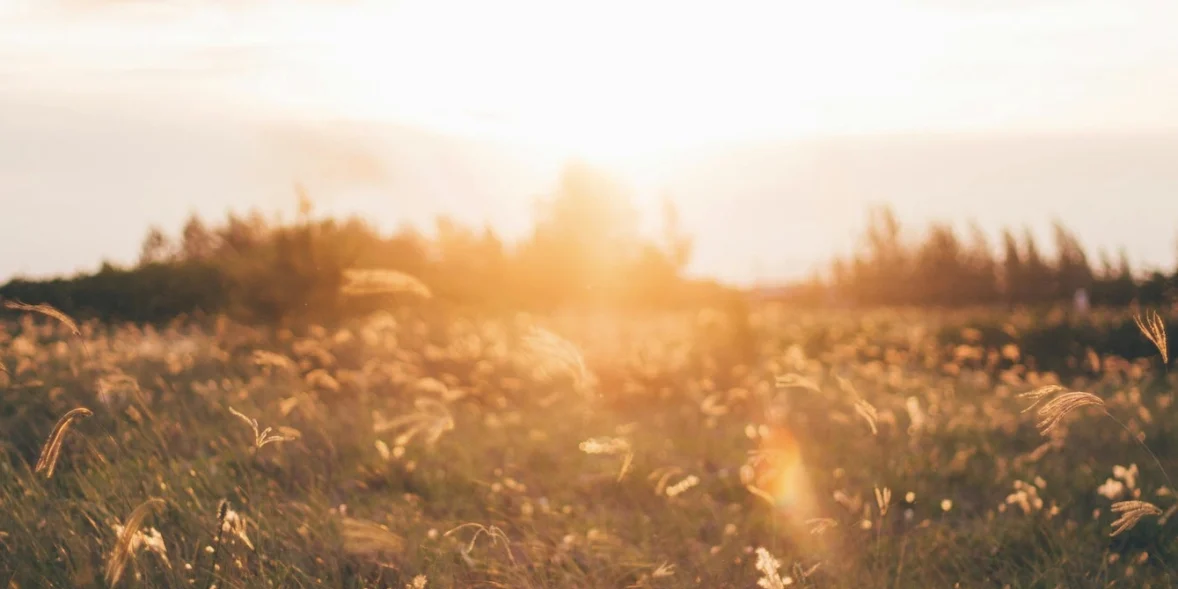 Ένα χωράφι στην Εύβοια