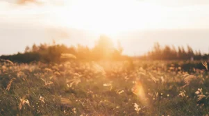 Ένα χωράφι στην Εύβοια