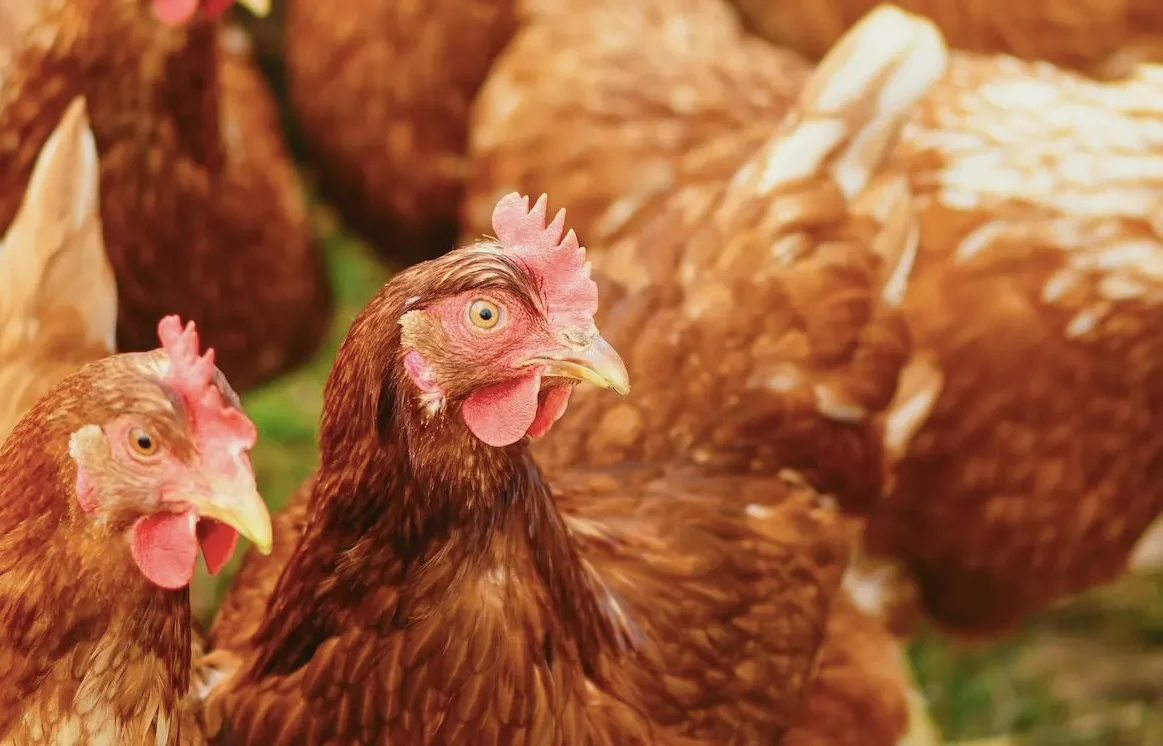 Κότες σε κοτέτσι