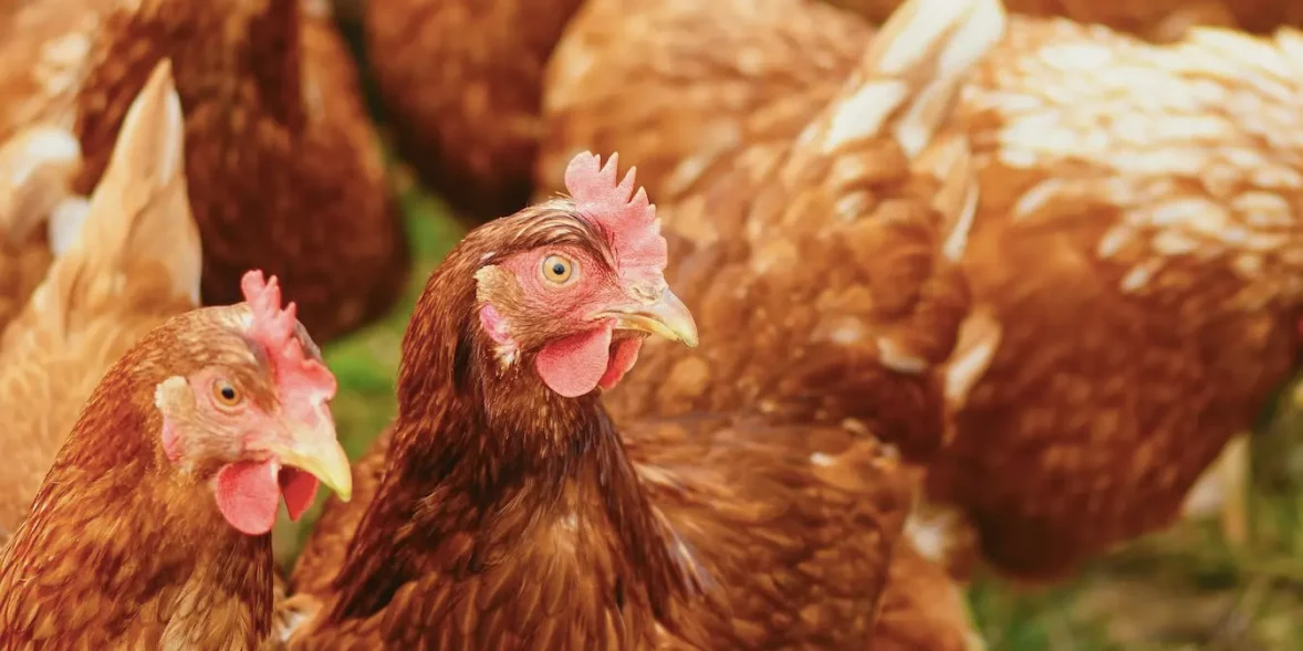 Κότες σε κοτέτσι