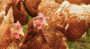 Κότες σε κοτέτσι