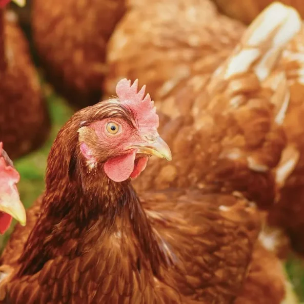 Κότες σε κοτέτσι