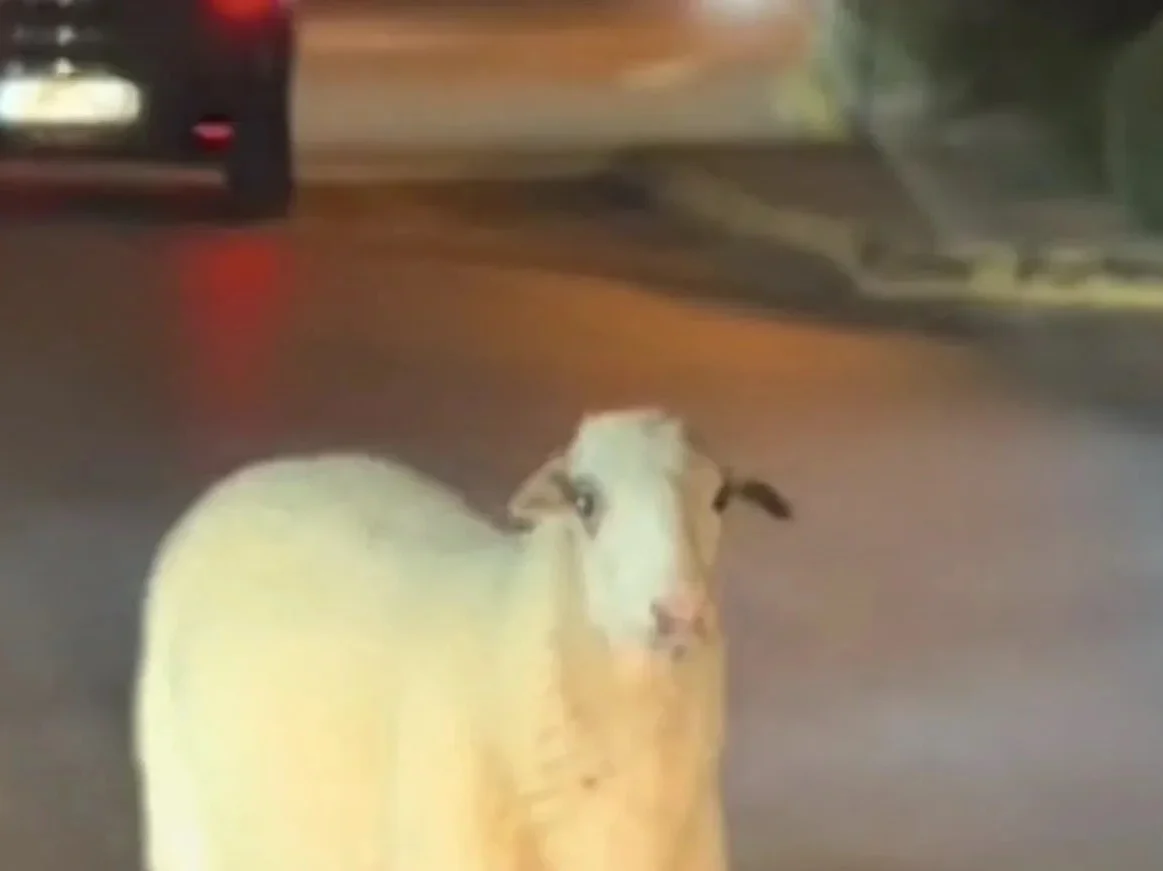 Πρόβατο εμφανίστηκε στον κυκλικό κόμβο της Χαλκίδας