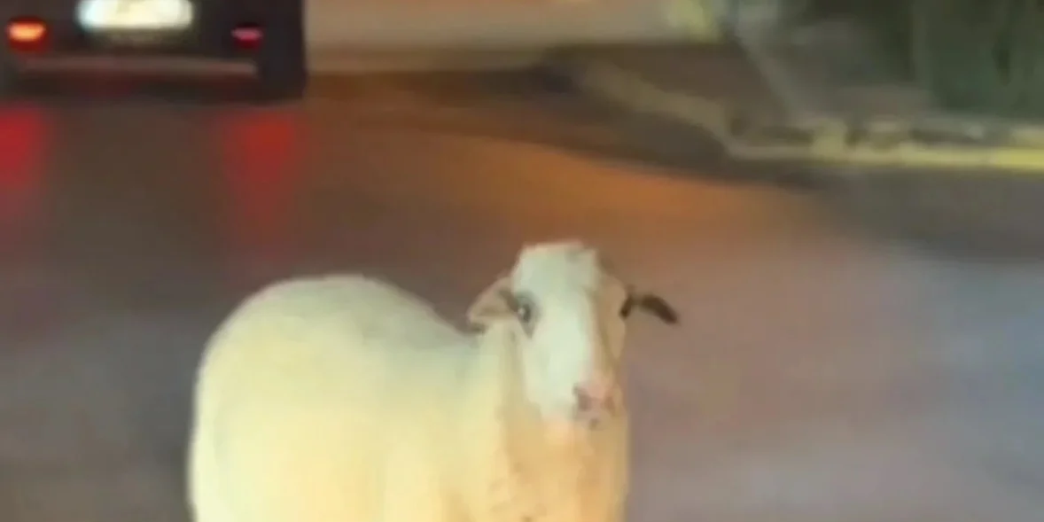 Πρόβατο εμφανίστηκε στον κυκλικό κόμβο της Χαλκίδας