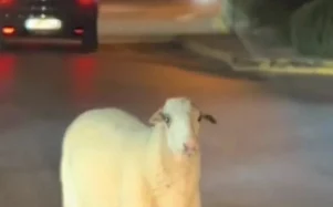 Πρόβατο εμφανίστηκε στον κυκλικό κόμβο της Χαλκίδας