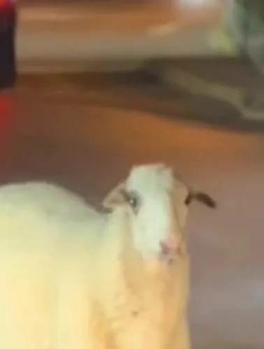 Πρόβατο εμφανίστηκε στον κυκλικό κόμβο της Χαλκίδας