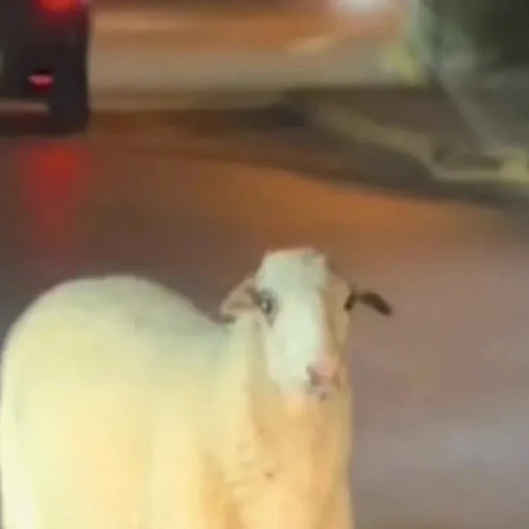 Πρόβατο εμφανίστηκε στον κυκλικό κόμβο της Χαλκίδας