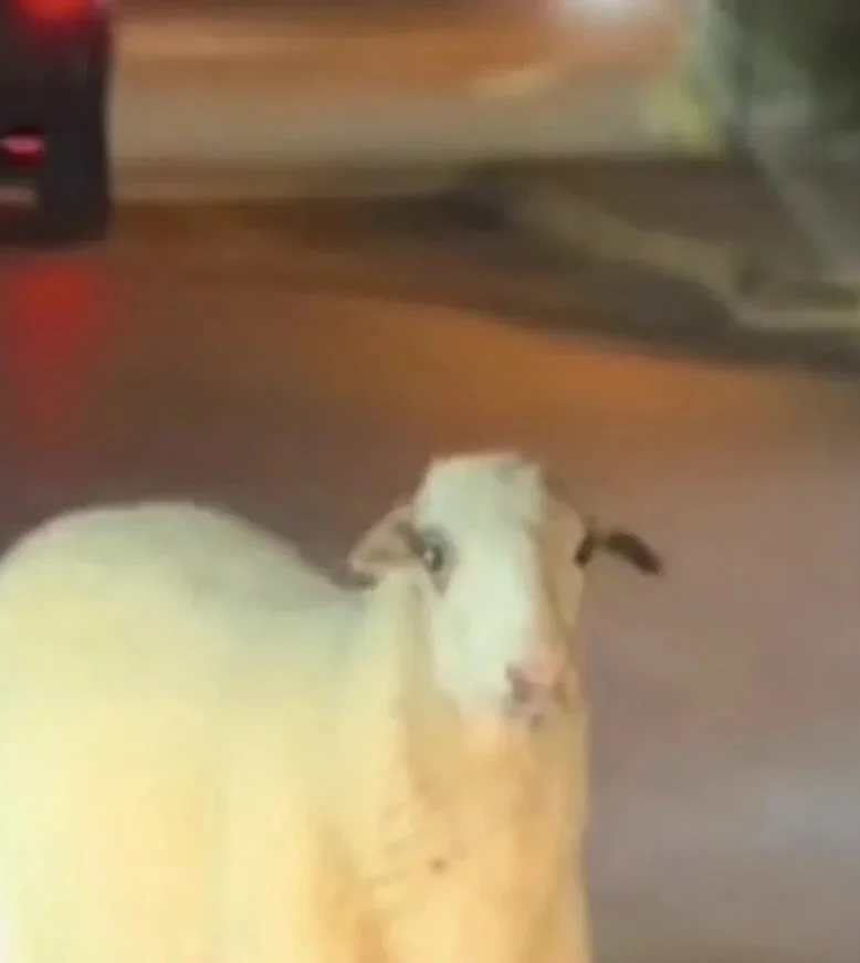 Πρόβατο εμφανίστηκε στον κυκλικό κόμβο της Χαλκίδας