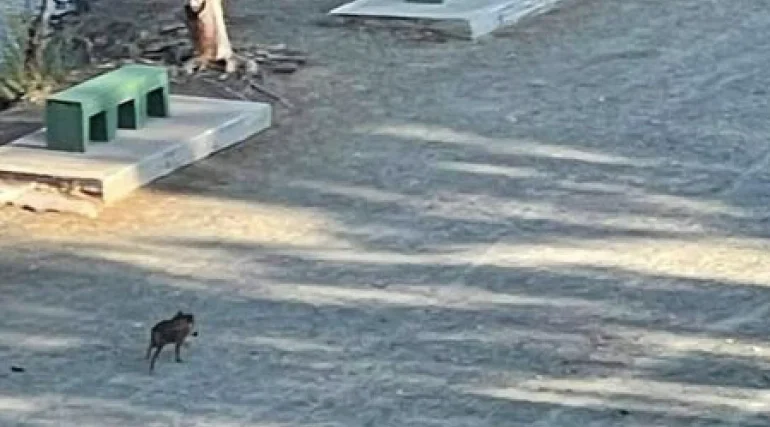 Αγριογούρουνο