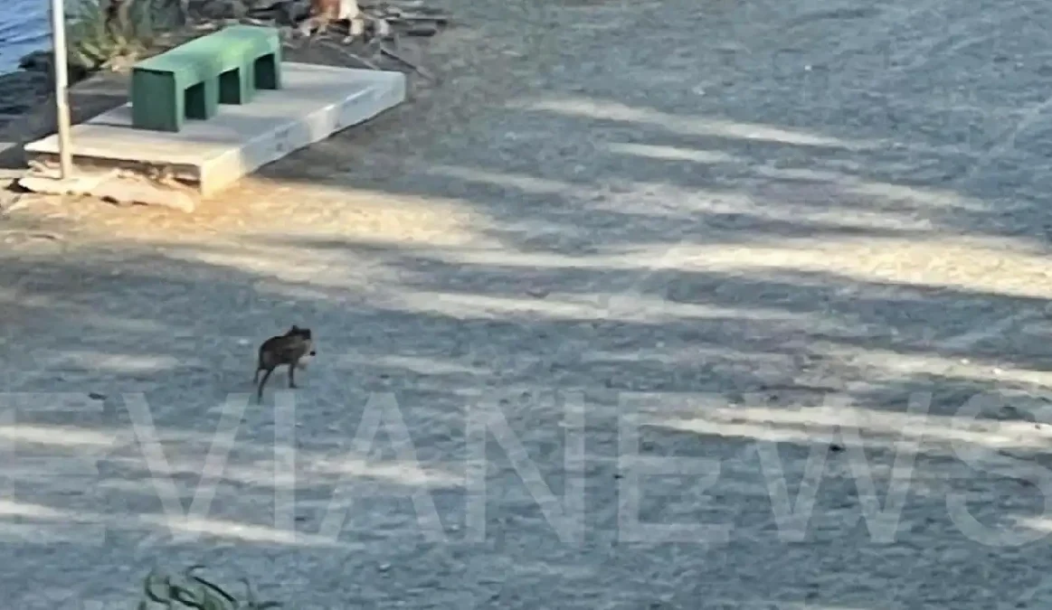 Αγριογούρουνο