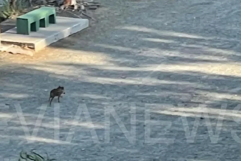 Αγριογούρουνο