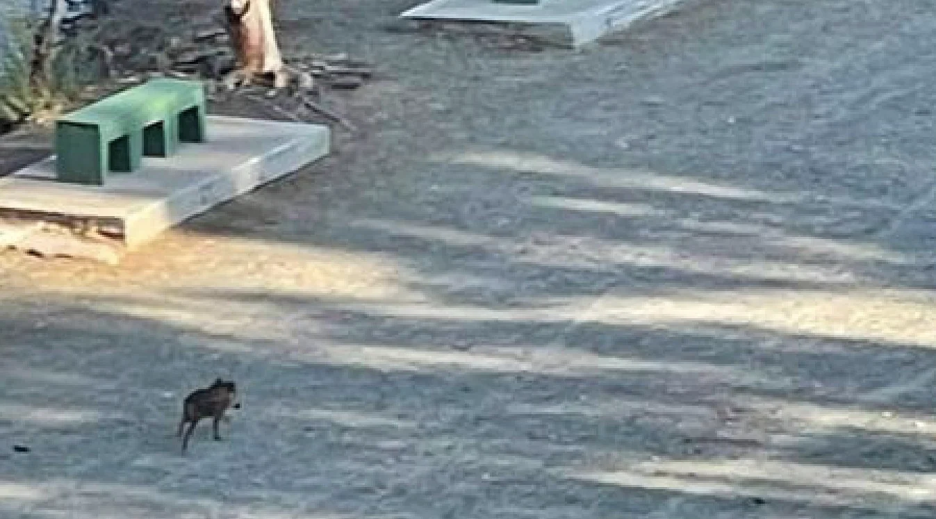 Αγριογούρουνο