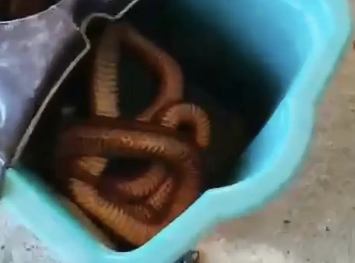 Εύβοια: Ένα φίδι τέρας έξω από την πόρτα!