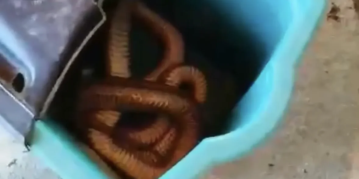 Εύβοια: Ένα φίδι τέρας έξω από την πόρτα!