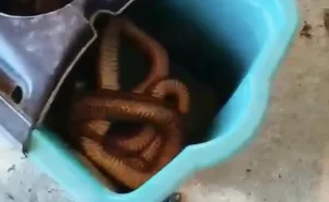 Εύβοια: Ένα φίδι τέρας έξω από την πόρτα!