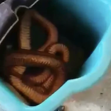 Εύβοια: Ένα φίδι τέρας έξω από την πόρτα!