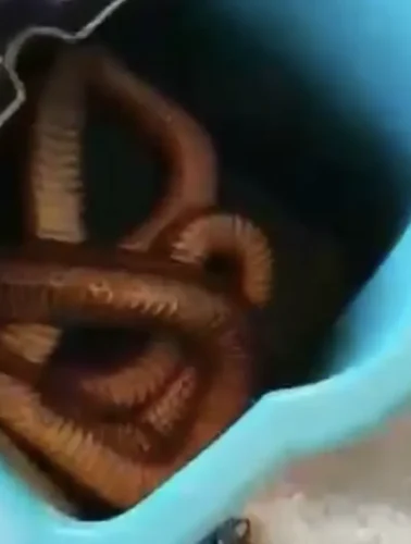 Εύβοια: Ένα φίδι τέρας έξω από την πόρτα!