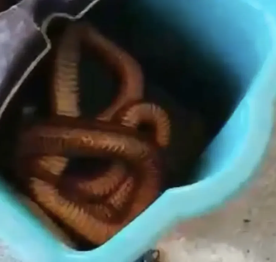 Εύβοια: Ένα φίδι τέρας έξω από την πόρτα!