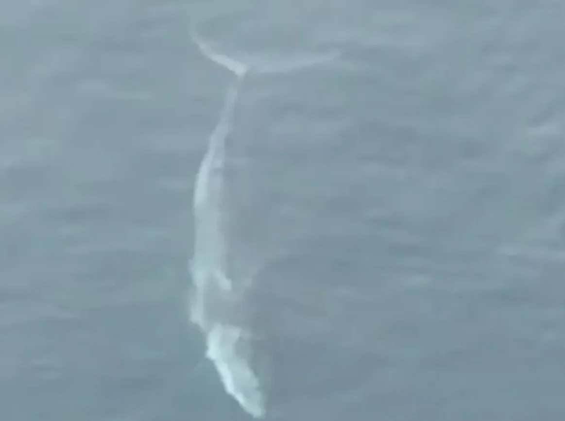 Εύβοια: Αυτό ήταν το μεγαλύτερο θηρίο που έχει βρεθεί