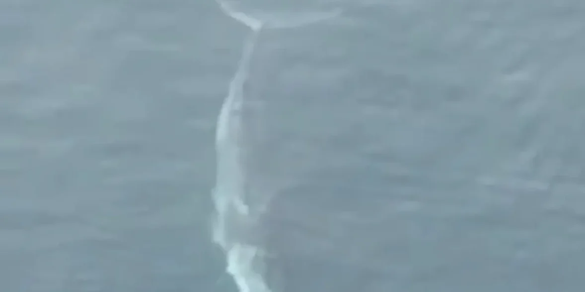 Εύβοια: Αυτό ήταν το μεγαλύτερο θηρίο που έχει βρεθεί