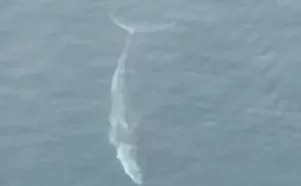 Εύβοια: Αυτό ήταν το μεγαλύτερο θηρίο που έχει βρεθεί