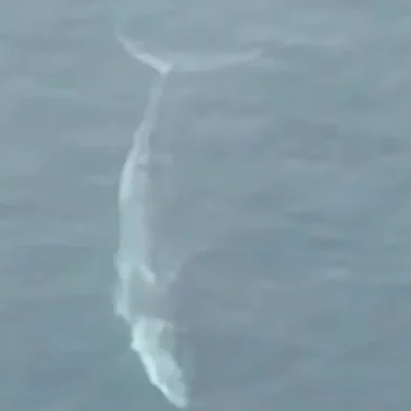 Εύβοια: Αυτό ήταν το μεγαλύτερο θηρίο που έχει βρεθεί