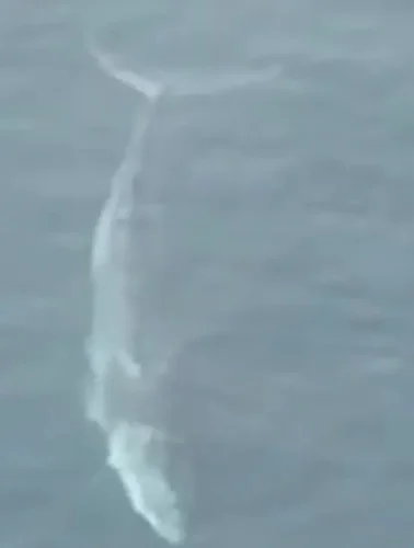 Εύβοια: Αυτό ήταν το μεγαλύτερο θηρίο που έχει βρεθεί