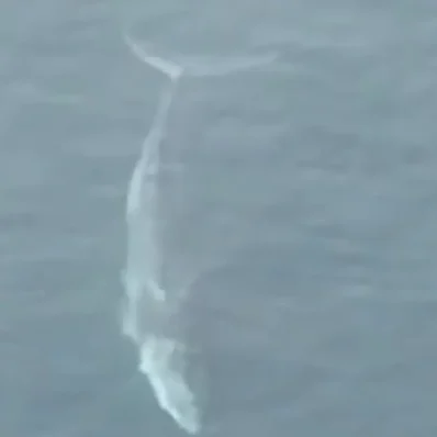 Εύβοια: Αυτό ήταν το μεγαλύτερο θηρίο που έχει βρεθεί