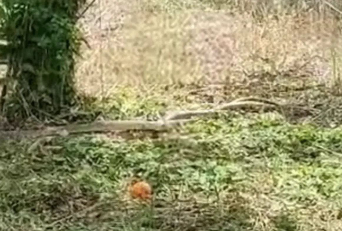 Εύβοια: Είδαν μπροστά τους 2 πελώρια φίδια