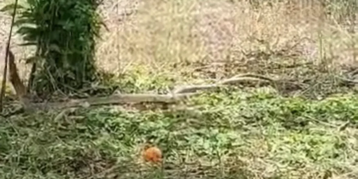 Εύβοια: Είδαν μπροστά τους 2 πελώρια φίδια