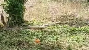 Εύβοια: Είδαν μπροστά τους 2 πελώρια φίδια