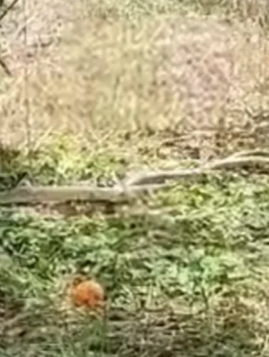 Εύβοια: Είδαν μπροστά τους 2 πελώρια φίδια